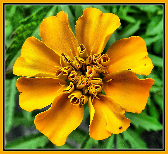 Tagetes erecta