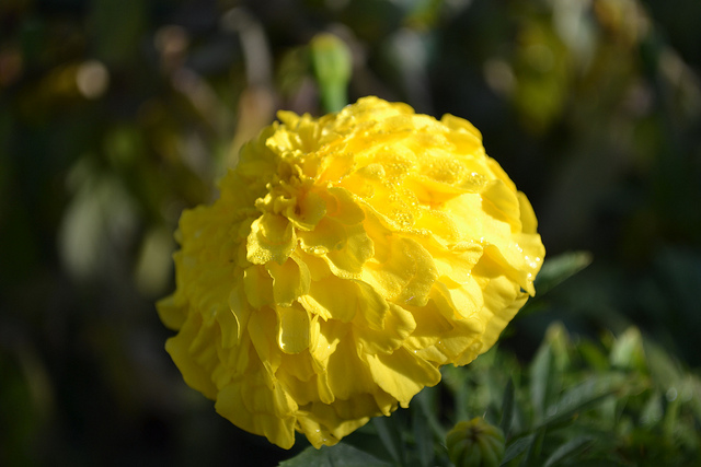 Tagetes erecta (Tagetes erecta)
