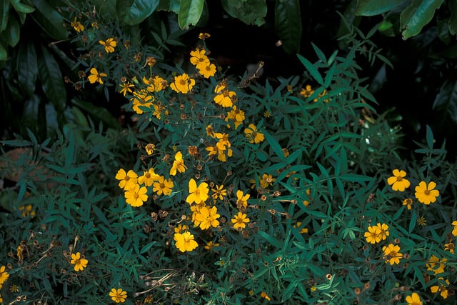 Tagète de lemmon (Tagetes lemmonii)