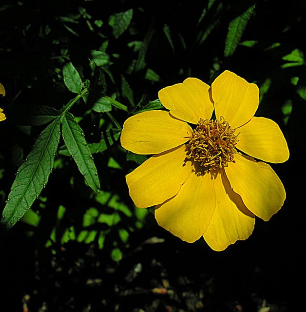 Tagète de lemmon
