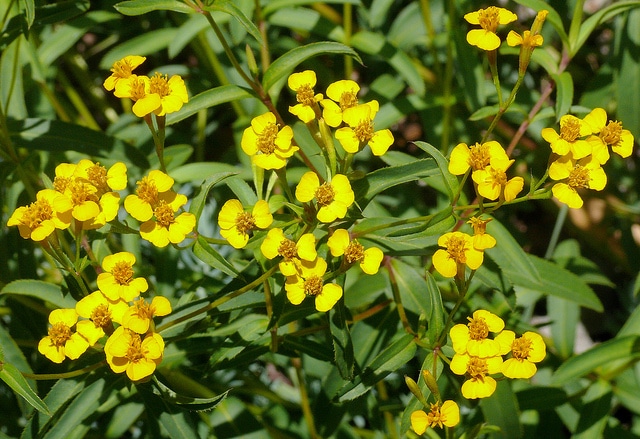 Tagetes lucida