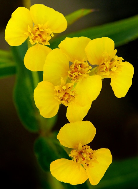 Tagetes lucida