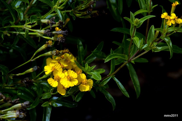Tagetes lucida