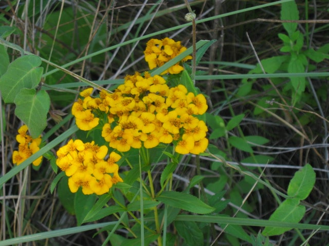 Tagetes lucida