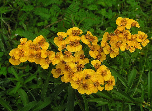 Tagetes lucida (Tagetes lucida)