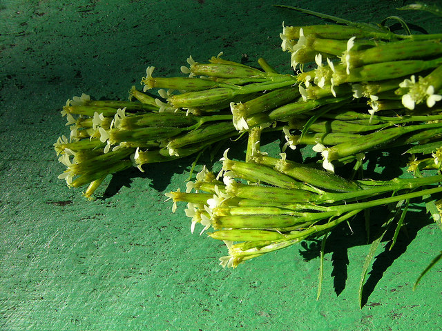 Tagète des décombres
