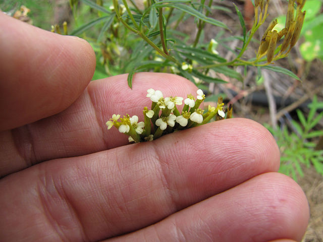 Tagète des décombres (Tagetes minuta)