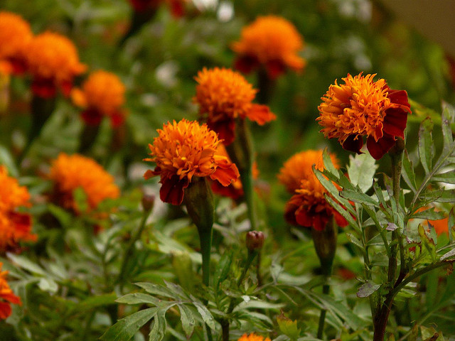 Tagetes patula