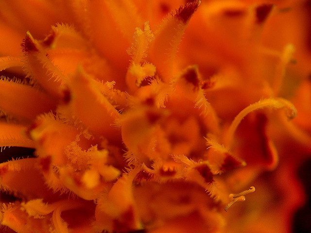 Tagetes patula