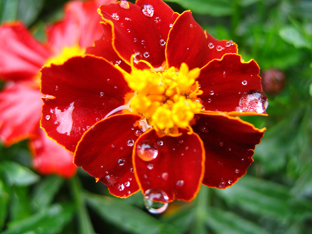 Tagetes patula