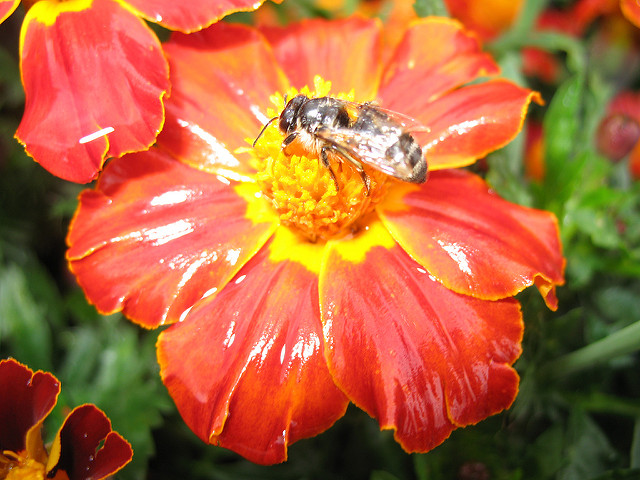 Tagetes patula