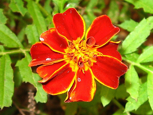 Tagetes patula