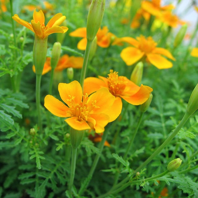 Tagetes tenuifolia