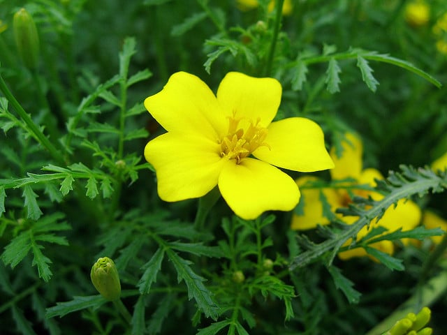 Tagetes tenuifolia