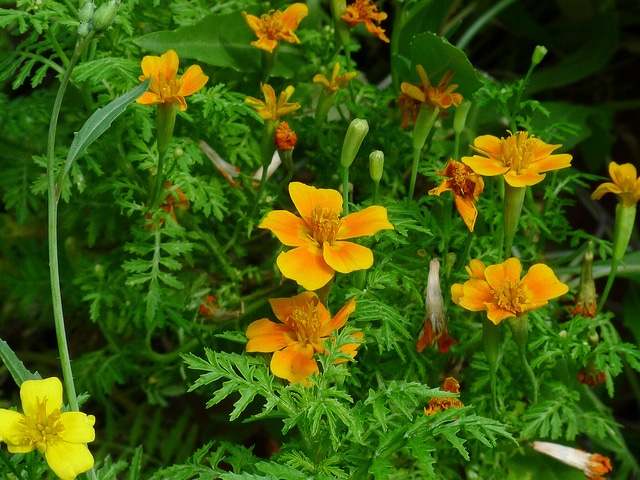 Tagetes tenuifolia
