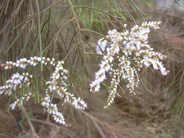 Tamarix aphylla