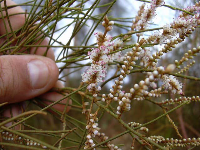 Tamarix aphylla