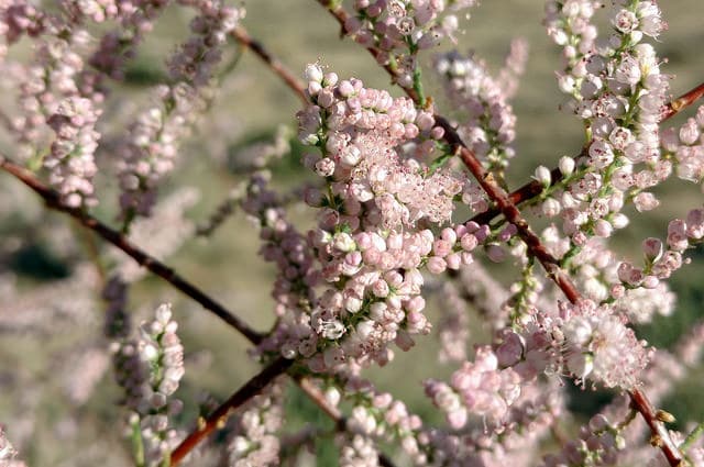 Tamarix chinensis