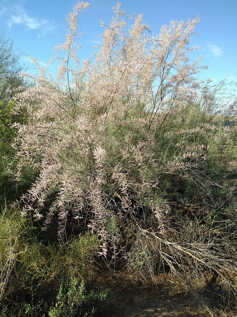 Tamarix chinensis