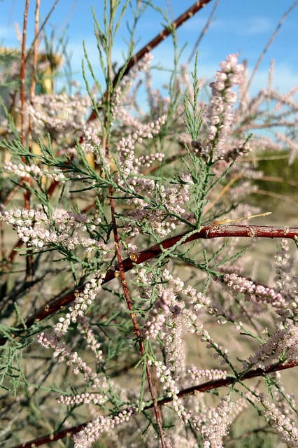 Tamarix chinensis