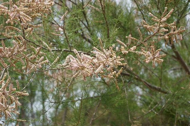 Tamaris à petites fleurs