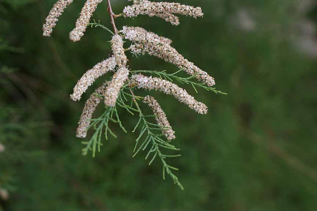 Tamaris à petites fleurs