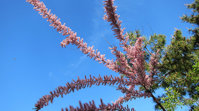 Tamaris à petites fleurs