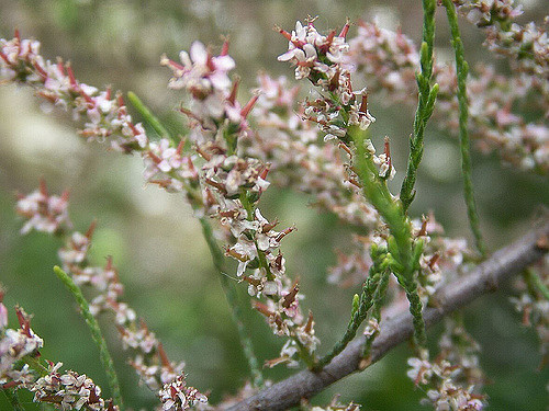 Tamaris à petites fleurs (Tamarix parviflora)