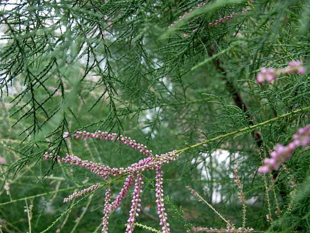 Tamaris très ramifié