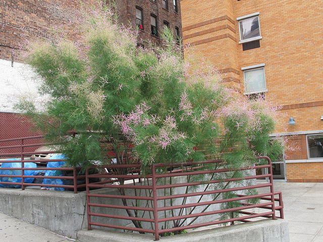 Tamaris très ramifié