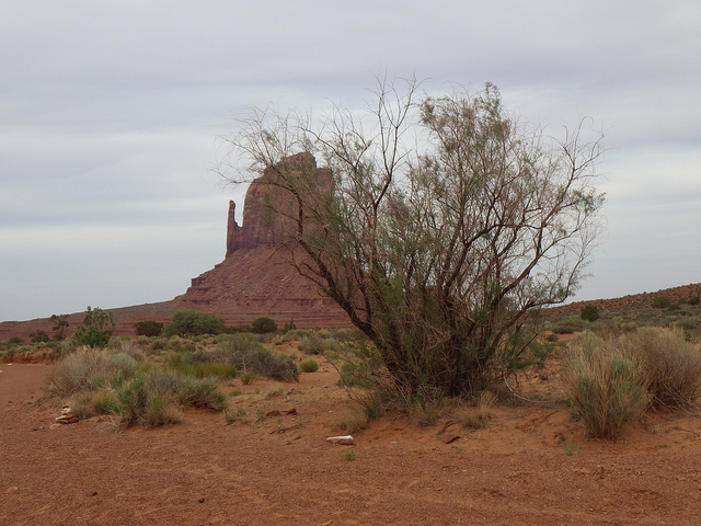Tamaris très ramifié