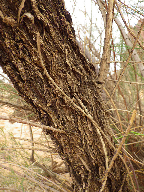 Tamaris très ramifié
