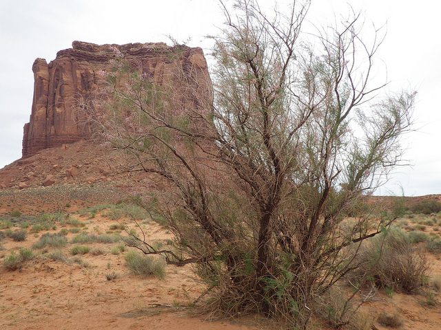 Tamaris très ramifié
