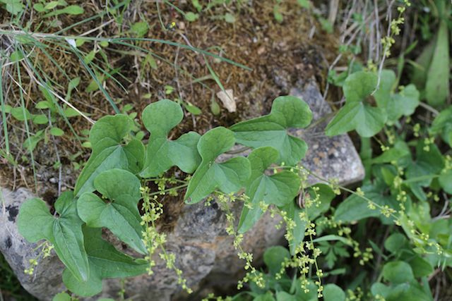 Herbe aux femmes battues (Tamus communis)