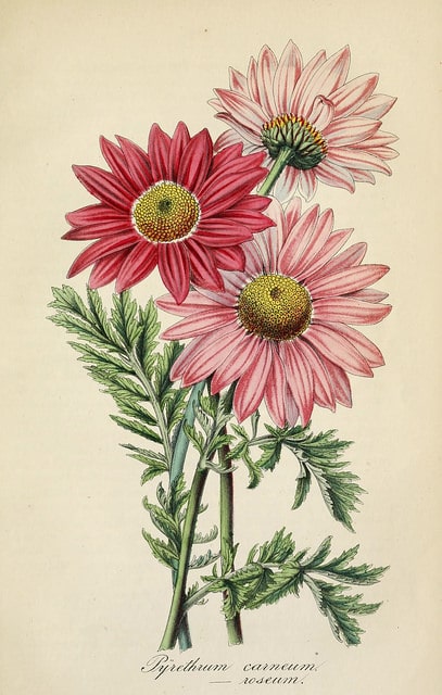 Pyrèthre rose
