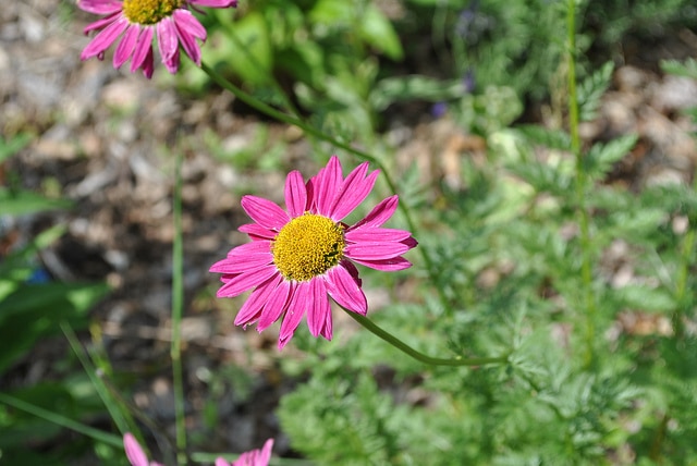 Pyrèthre rose