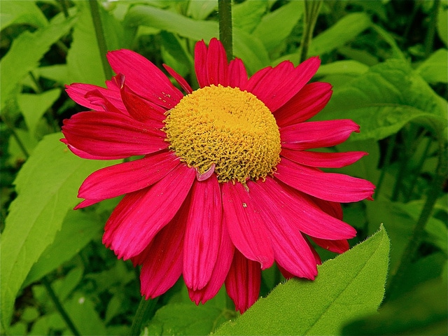 Pyrèthre rose