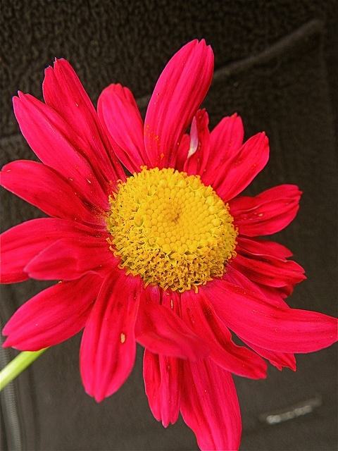 Pyrèthre rose