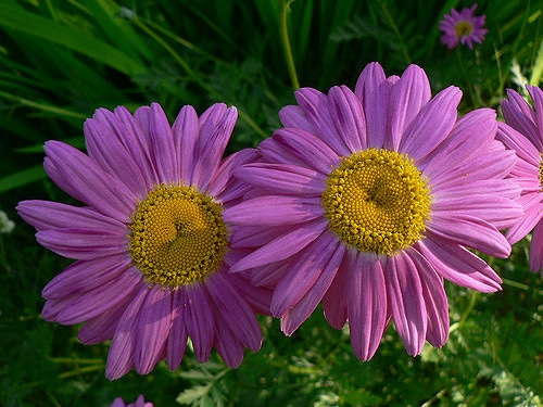Pyrèthre rose