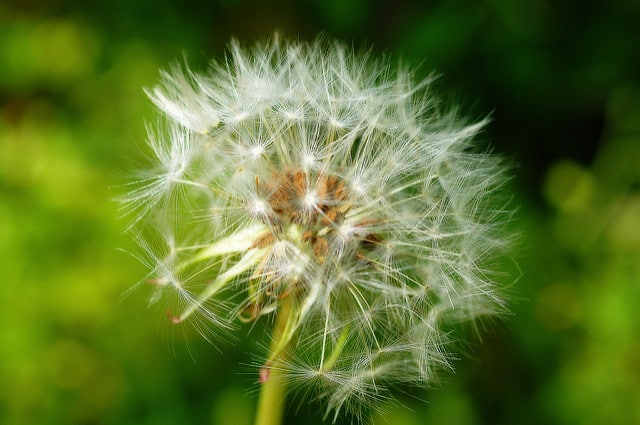 Taraxacum albidum
