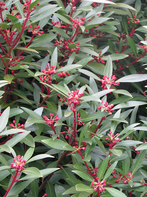 Poivre de tasmanie (Tasmannia lanceolata)