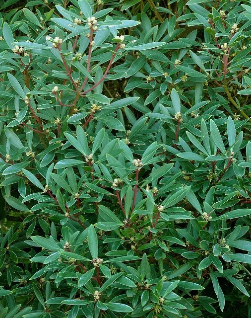 Poivre de tasmanie