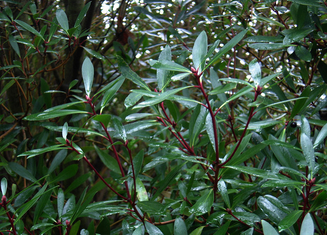 Poivre de tasmanie