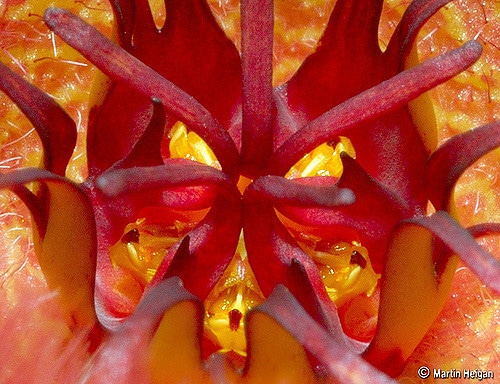 Tavaresia barklyi