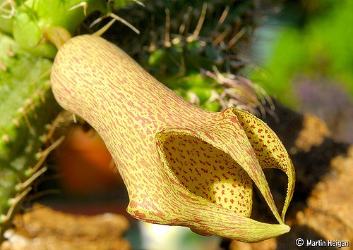 Tavaresia barklyi