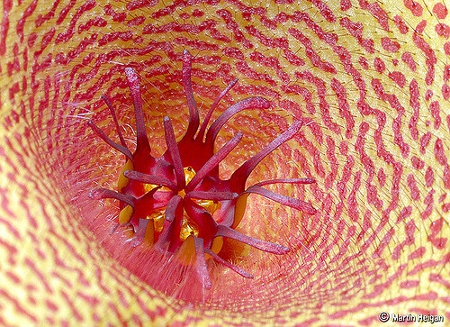 Tavaresia barklyi