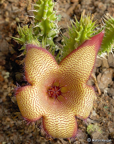 Tavaresia barklyi