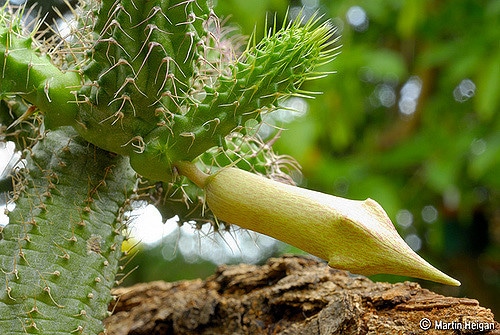 Tavaresia barklyi