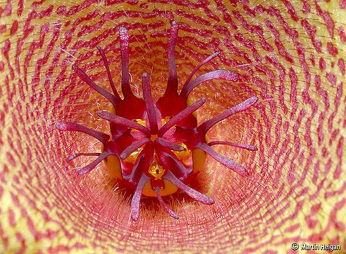 Tavaresia barklyi (Tavaresia barklyi)