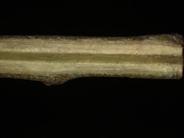 Cyprès chauve